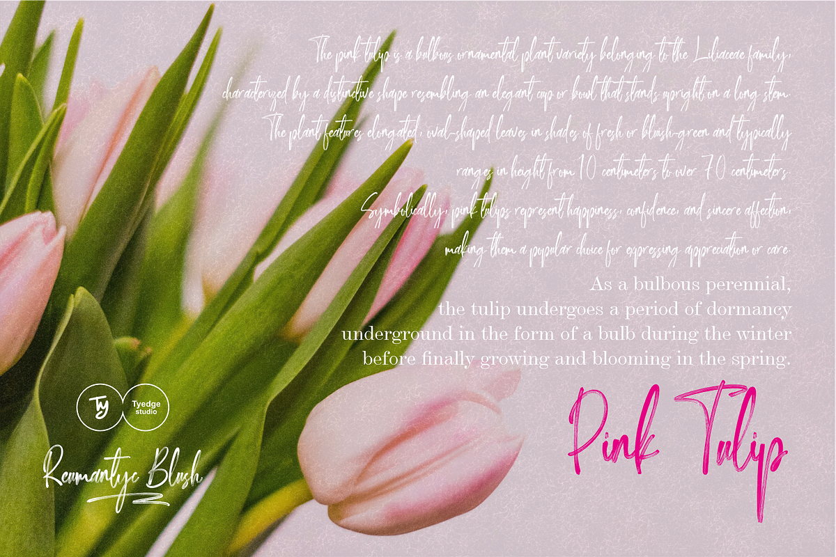 Reumantic Blush, a Handwritten Font by Tyedge Studio (Photo 3 of 6)