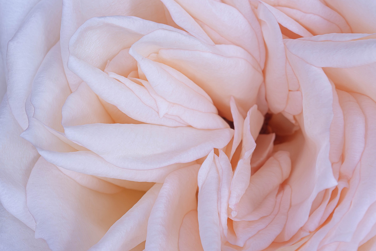 Princess Maya Rose, a Nature Photo by M.Pellot Photography (Photo 1 of 2)