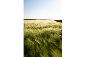 Young green barley growing on a, a Nature Photo by volodymyrshtun13795