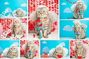 Cute cat Cupid, an Animal Photo by AnStore (Thumbnail 2 of 2)