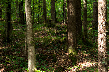 pine forest and sunshine.