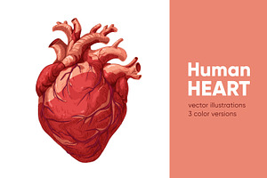 Realistic heart, real human organ, a Healthcare Illustration by Good Studio