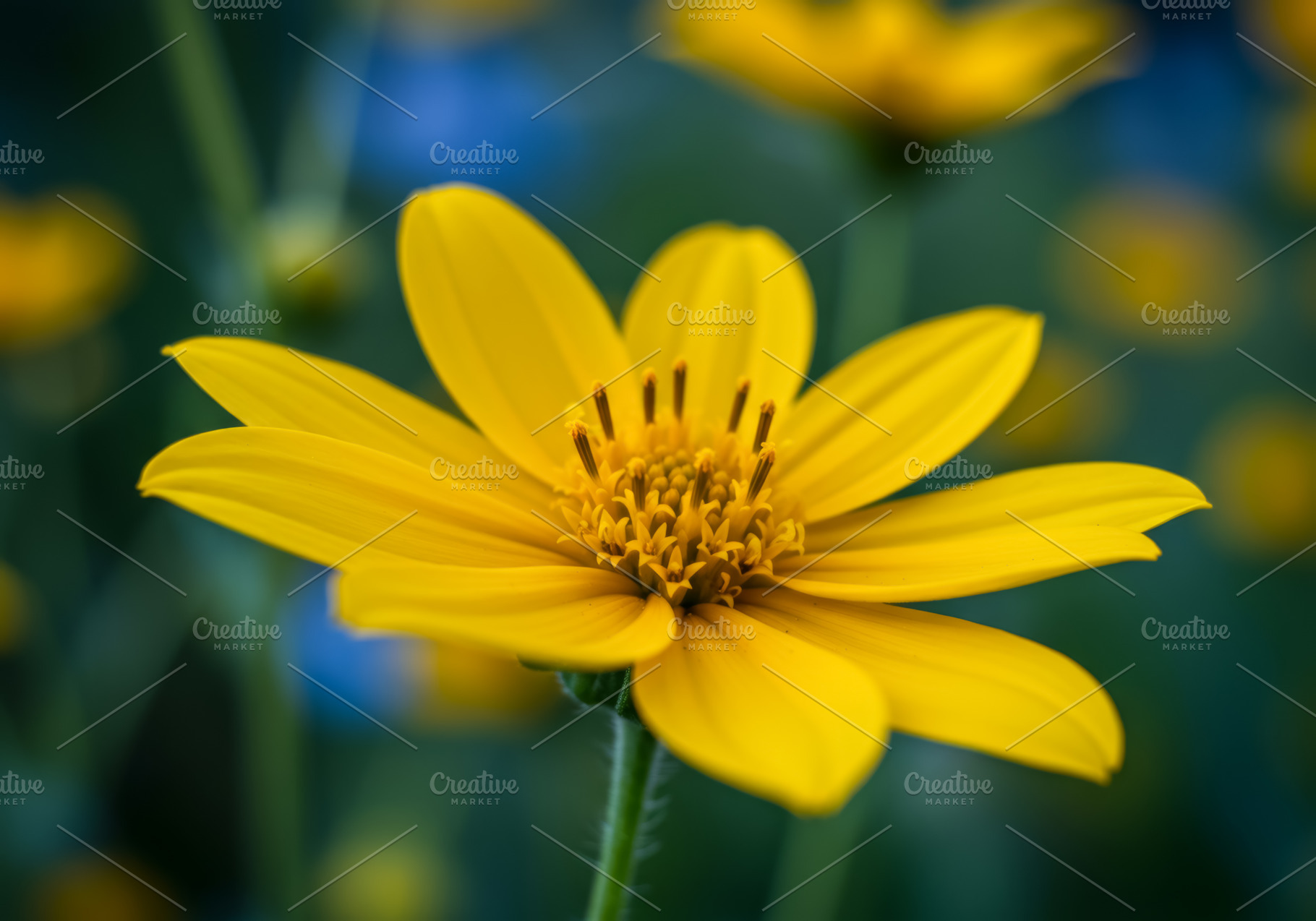 Close-up of a bright yellow flower w, a Nature Photo by professorinc
