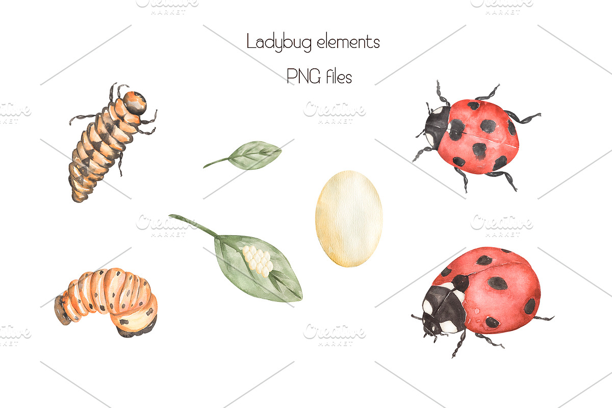 Watercolor Life Cycle Set, an Education Illustration by MayaNavits (Photo 7 of 11)