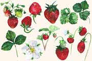 Watercolor Strawberry Clip art, a Food Illustration by DollyPotterson (Thumbnail 3 of 8)