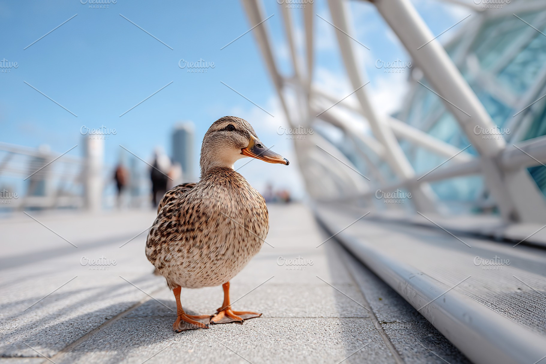 Duck on a walkway in an urban setting, an Animal Photo by AlyaAnd