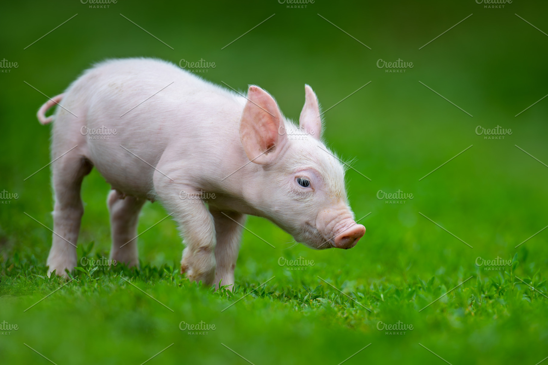 Adorable pink piglet exploring a lush green grassy field, an Animal Photo by Byrdyak