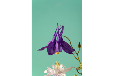Floral wallpaper with aquilegia, a Nature Photo by JeanBet