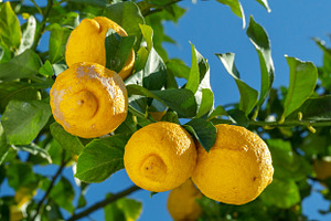 Ripe lemon fruits on lemon tree, a Food & Drink Photo by Volff