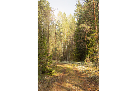 Forest road landscape in the, a Nature Photo by Diary of impressions