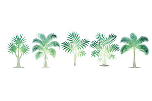 Set Watercolor palm trees objects, an Object Illustration by Nenahliadava Design
