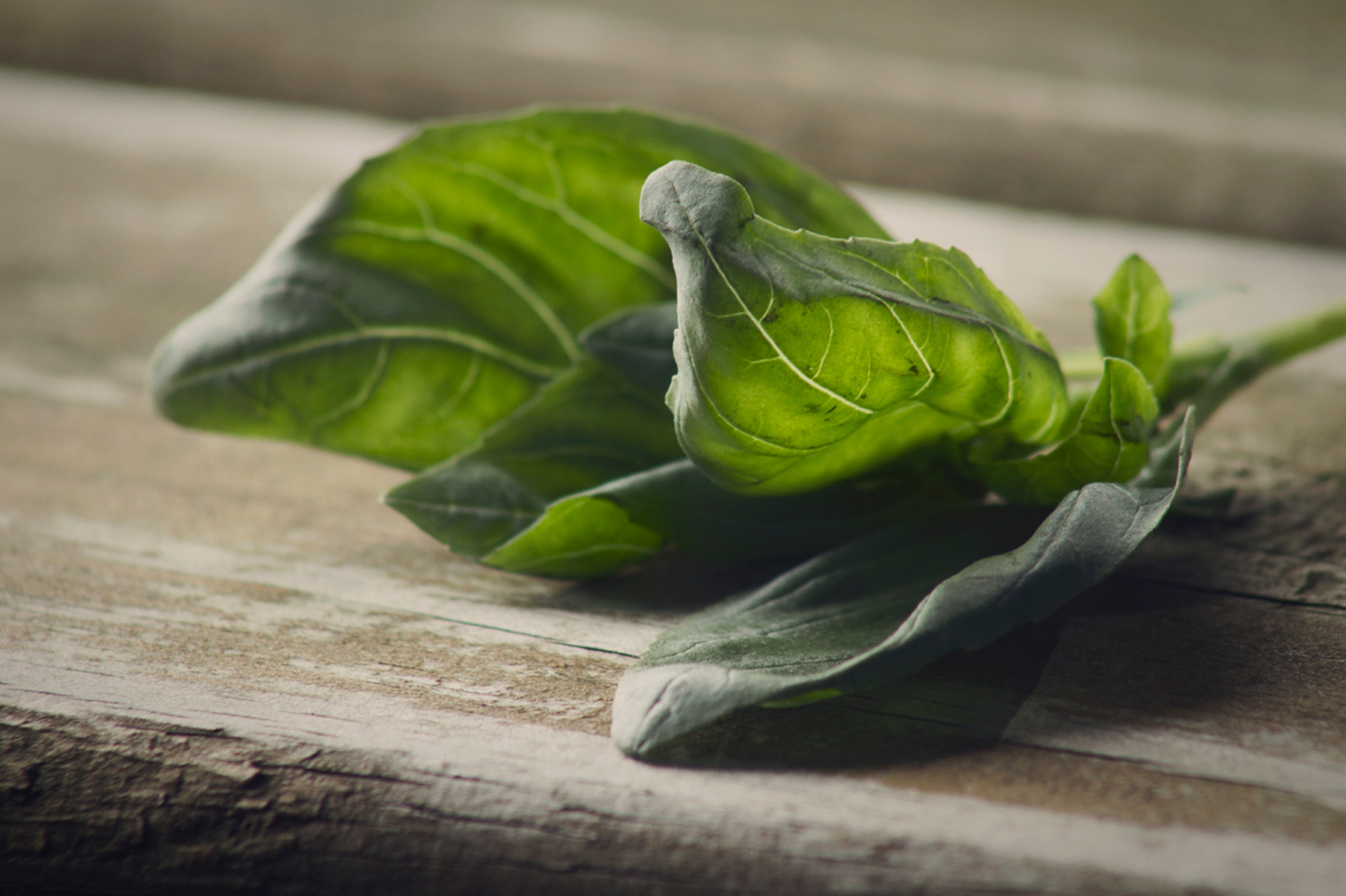 Basil featuring seasoner, leaves, and green