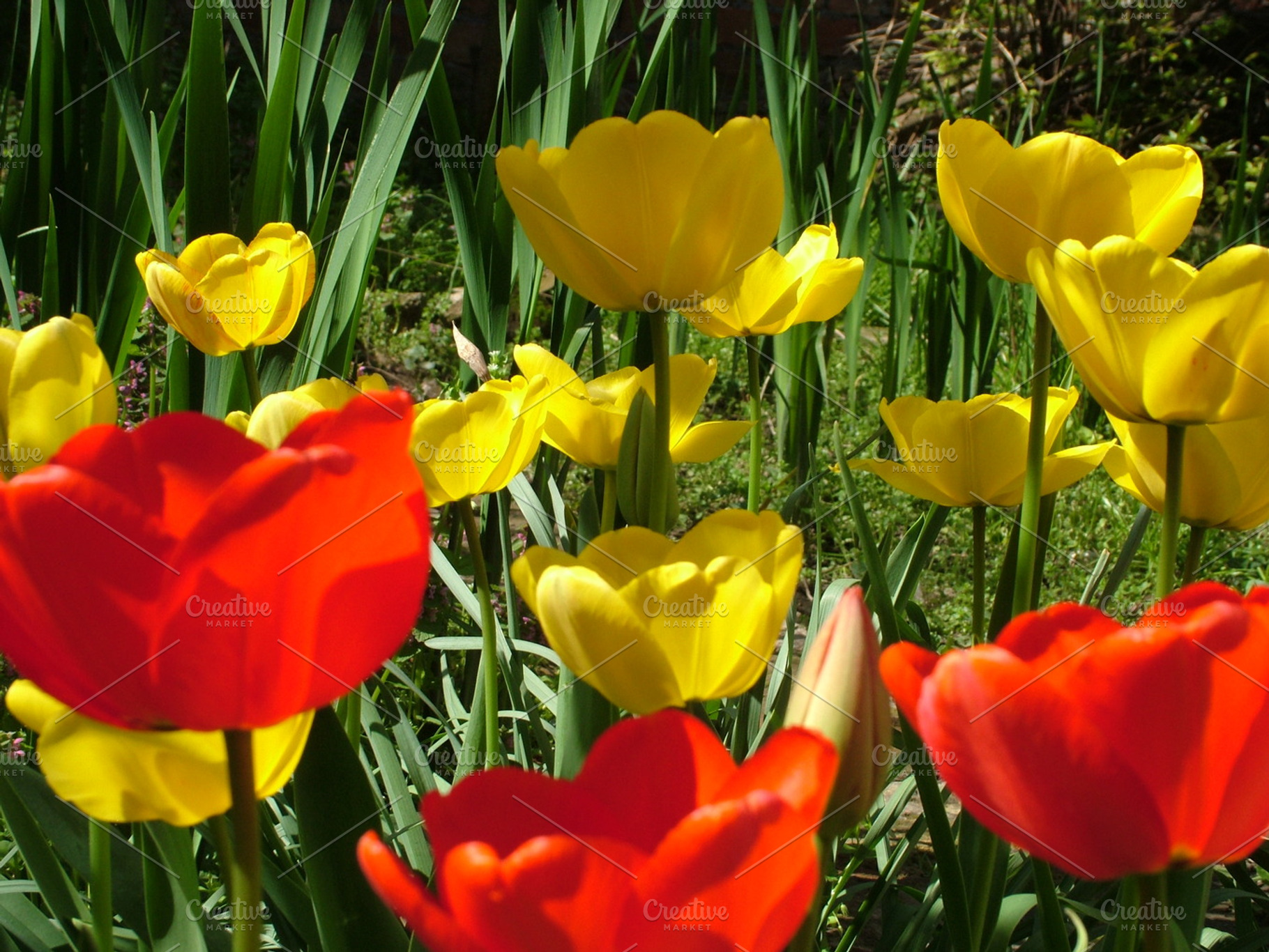 Yellow and red tulip flowers featuring flower, bloomm, and nature