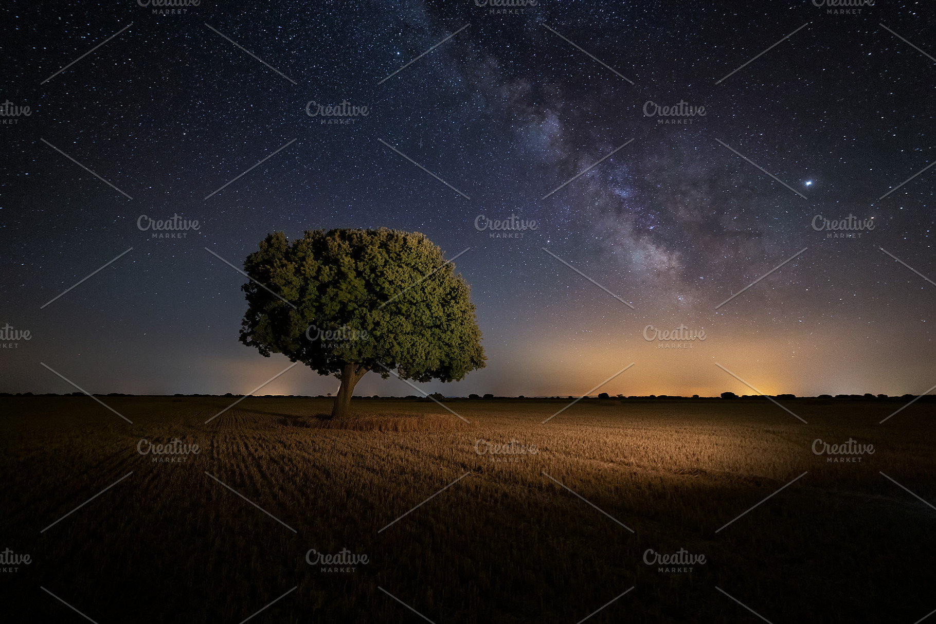 Milky way over an oak tree, a Nature Photo by PhotoNature