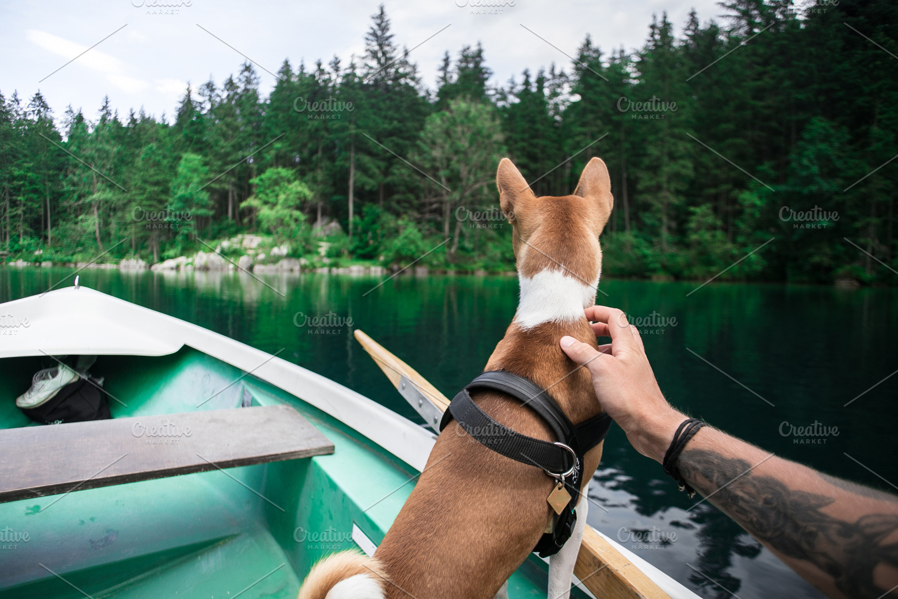 Basenji dog sits on boat at alpine featuring forest, water, and lake, an Animal Photo by DeRepente