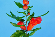 Pomegranate Flower - Printable Art, a Nature Photo by VietArtworks (Thumbnail 6 of 6)