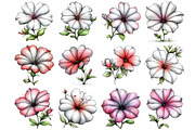 Spring Petunia Flower Clipart, an Illustration by DreamArtGraphic (Thumbnail 4 of 5)