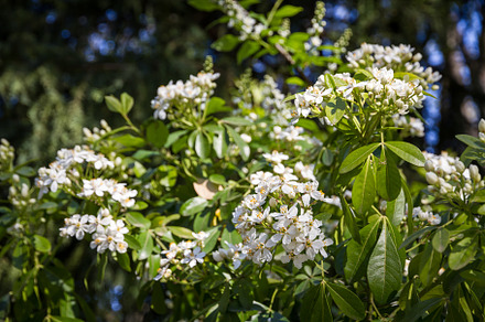 Mexican orange blossom in spring, a Background Photo by GoodGoods