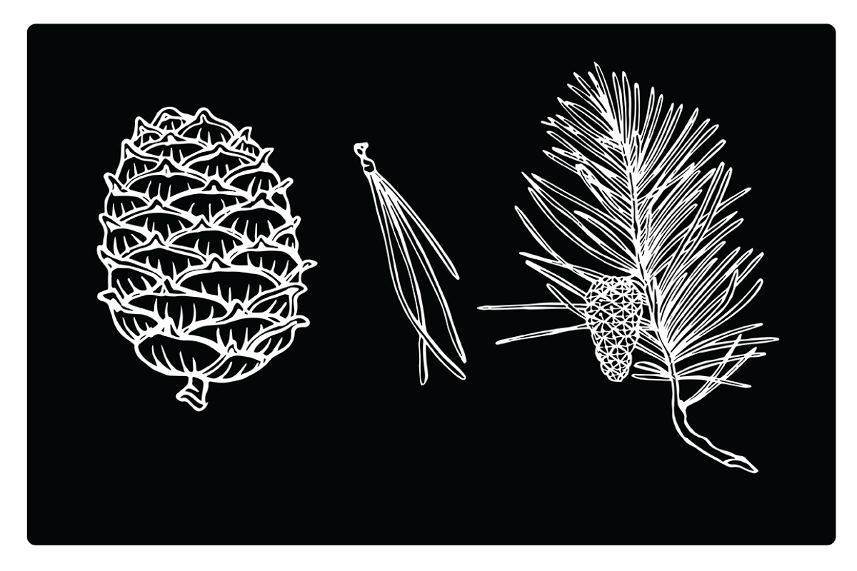 Vector silhouettes of fir branches, an Illustration by risovanya (Photo 2 of 3)