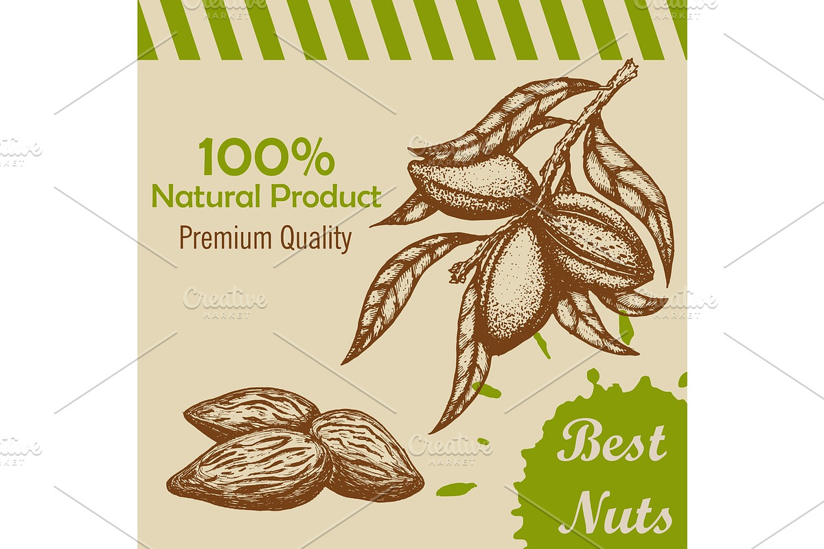 Vector template with handdrawn branch of of almonds and almond kernels., a Food Illustration by SHom