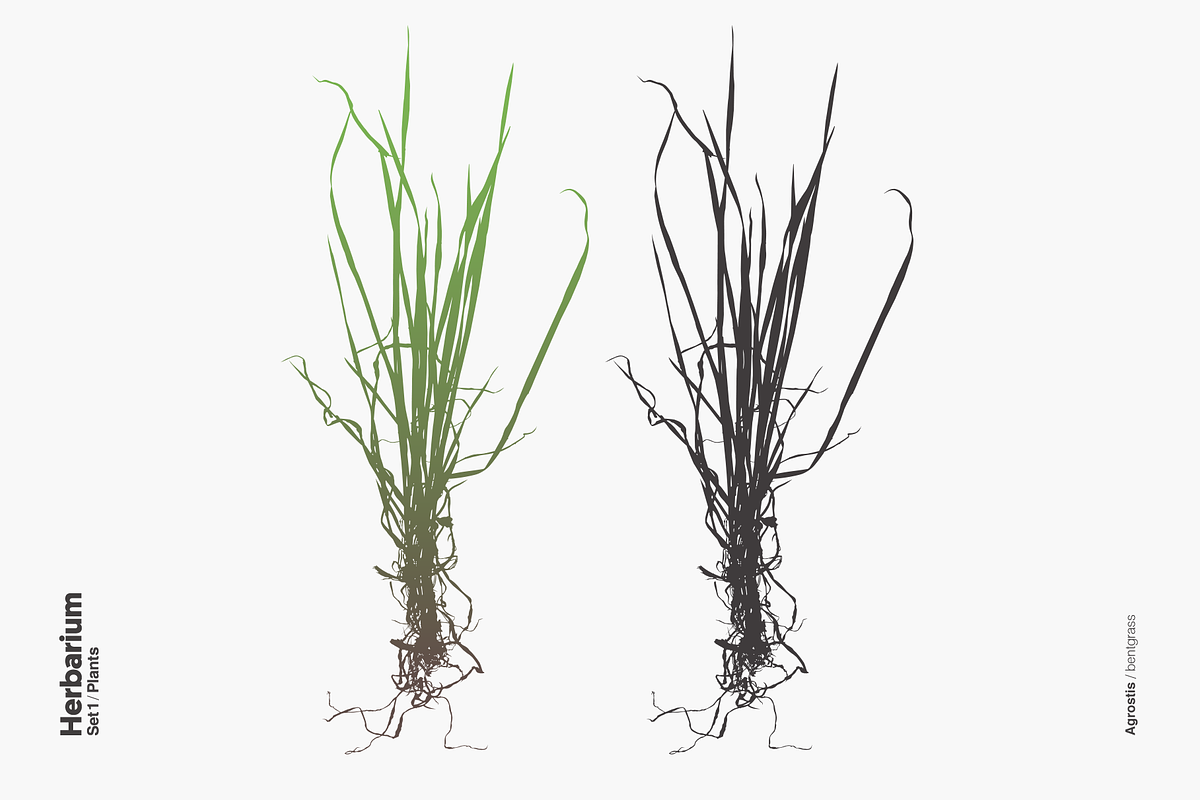 Herbarium: Set 1, a Decorative Illustration by Texture Fabrik (Photo 4 of 19)