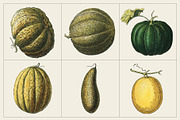 Fruit and Vegetable Art Collection, a Food Illustration by Illusiongraphic (Thumbnail 5 of 14)