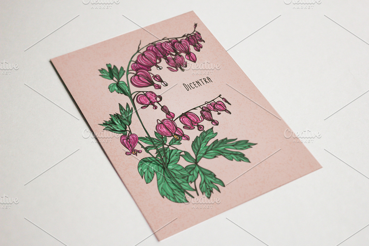Dicentra with gorgeous flowers, a Decorative Illustration by Good Studio (Photo 5 of 5)