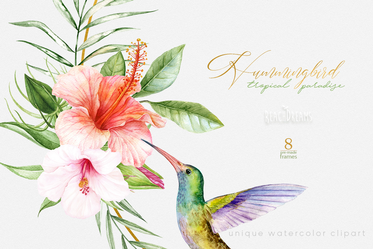 Hummingbird Birds Collection, an Illustration by ReachDreams (Photo 6 of 6)