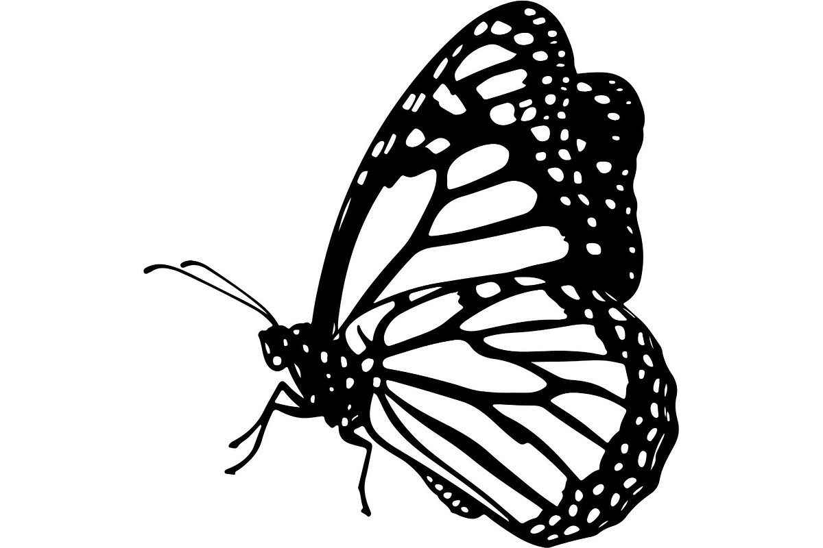 Butterfly Silhouette Bundle, an Object Graphic by Designer_Momina (Photo 14 of 20)