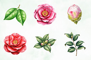 Camellia Flower Bloom PNG Clipart, an Illustration by Creative Art (Thumbnail 3 of 10)