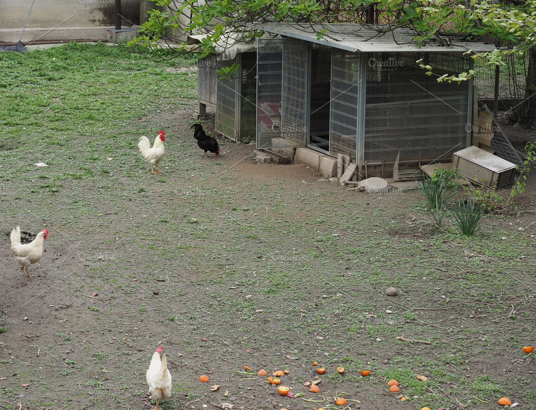 cocks and hens, a Photo by WorldOfPhotos