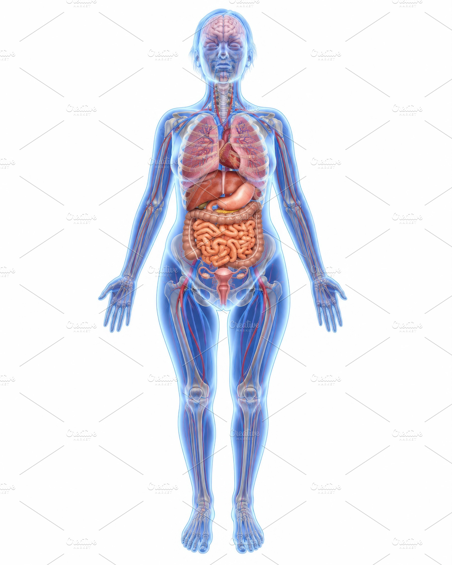 Human body anatomy illustration, a Photo by Beautiful things
