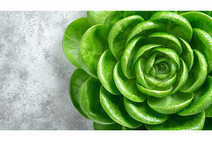 A fresh lettuce head, crisp and, a Background Photo by ZinetroN