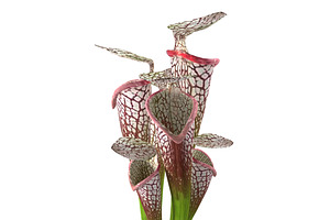 Sarracenia