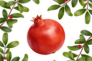 All Fruits Bundle Master Collection, a Food & Drink Photo by FlyeredTemplate (Thumbnail 84 of 130)
