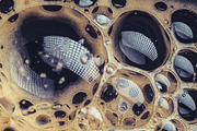 Coffee bubbles, a Background Graphic by outlinez (Thumbnail 3 of 11)