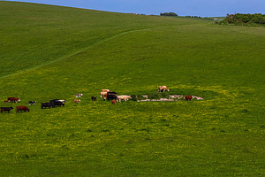 Livestock grazing on lush green farmland, cows and calves feedin, a Photo by Studio ANNA