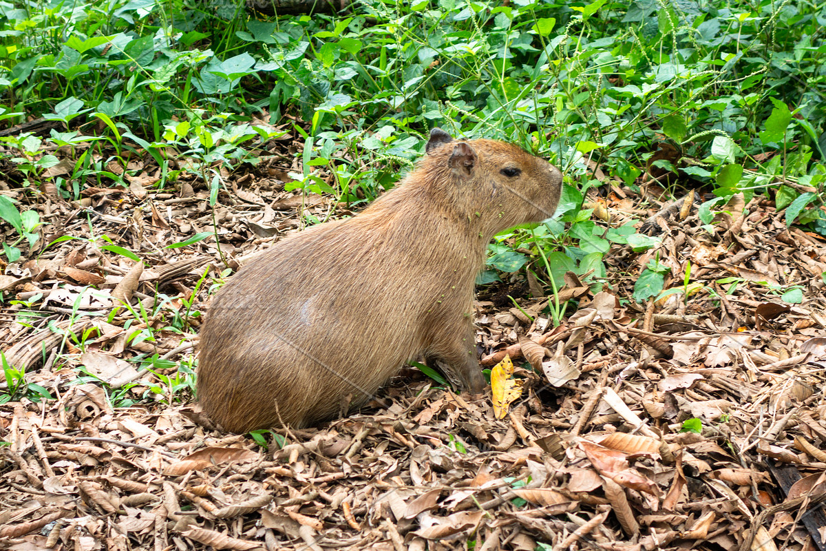 Capybara in Cuyabeno Reserve, Ecuadorian Amazon, an Animal Photo by GoodGoods (Photo 2 of 2)