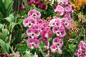 Phalaenopsis orchids
