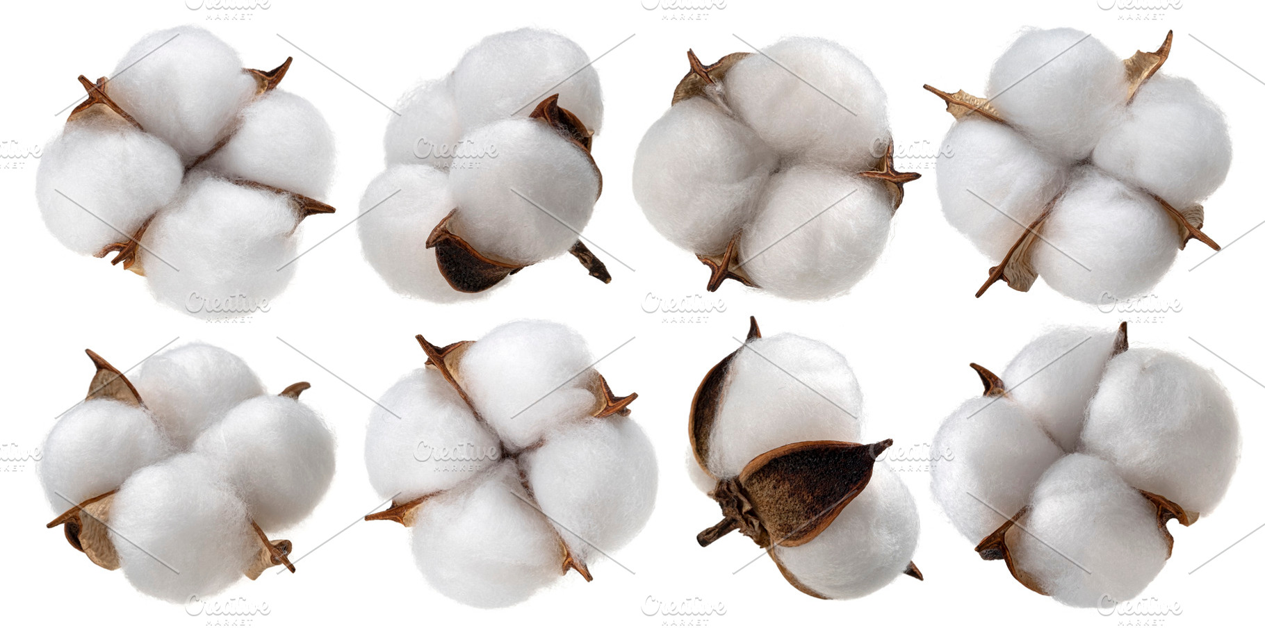 Cotton plant flower isolated, a Nature Photo by Max Lashcheuski