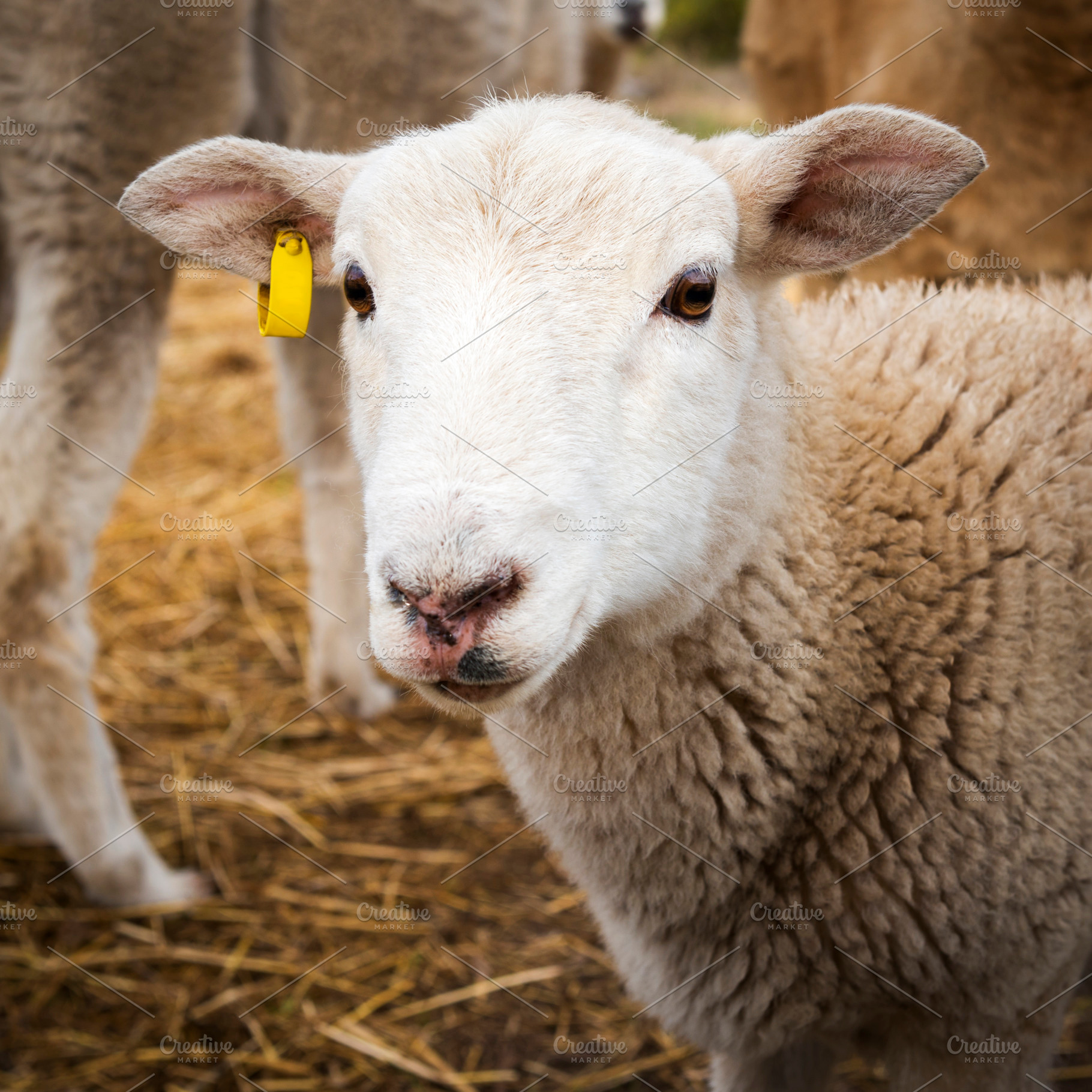 Lamb, an Animal Photo by THP Creative