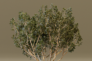 The Black Board Tree, a Plants & Tree 3D Model by FuturePastCreatives (Thumbnail 4 of 6)