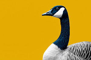 Goose with detailed feathers, an Animal Photo by MistyDay