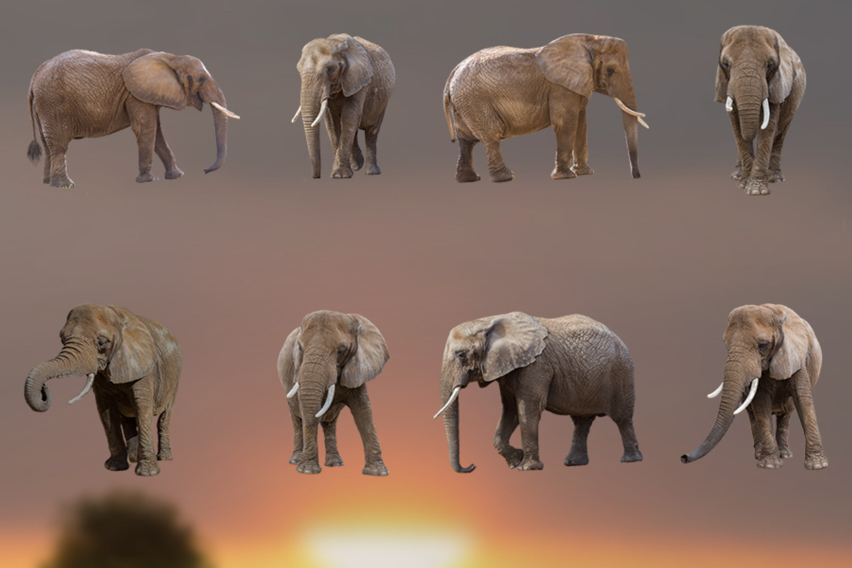 11 - ELEPHANT - Transparent PNGs, an Object Graphic by DareToDream (Photo 2 of 2)