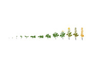 Vegetable growth stages pack, a Food Illustration by Ilia Design (Thumbnail 6 of 9)