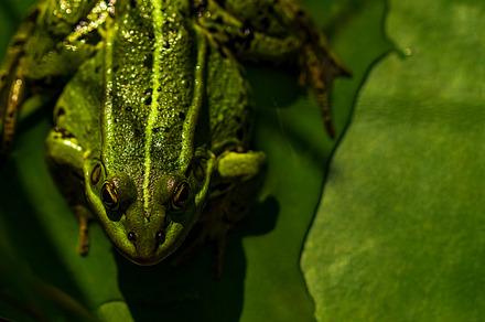 Green frog on green leaves