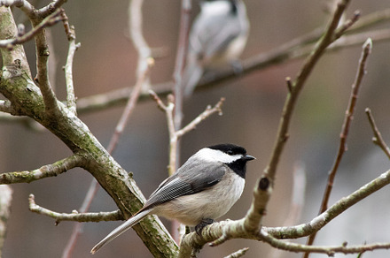 Carolina Chickadee on branch, an Animal Photo by marybethjones