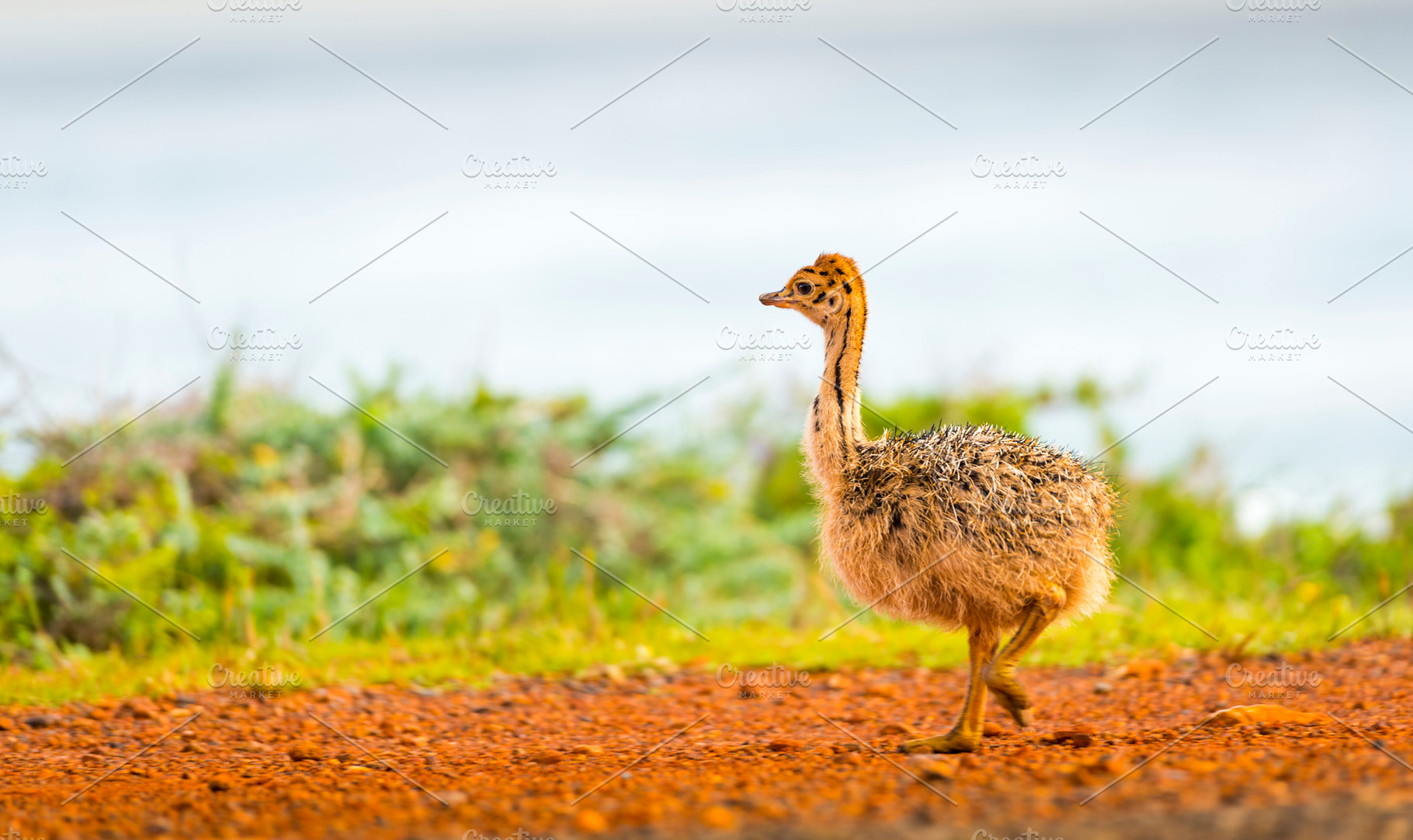 Cute Ostrich Chick, an Animal Photo by THP Creative