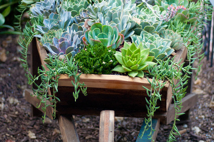 Sprouts Featuring 2012 Arizona And Gardening preview 4