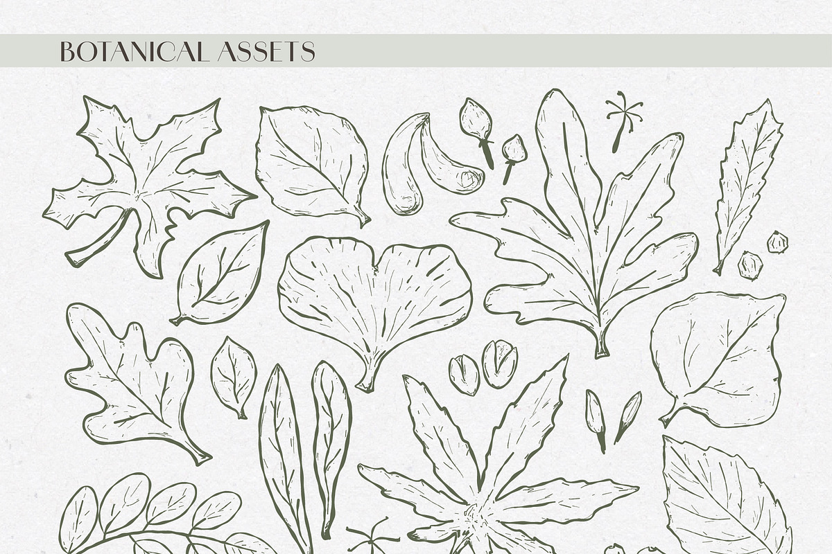 Autumn botanical hand-drawn graphics, a Decorative Illustration by CapriceMeDesigns (Photo 3 of 11)